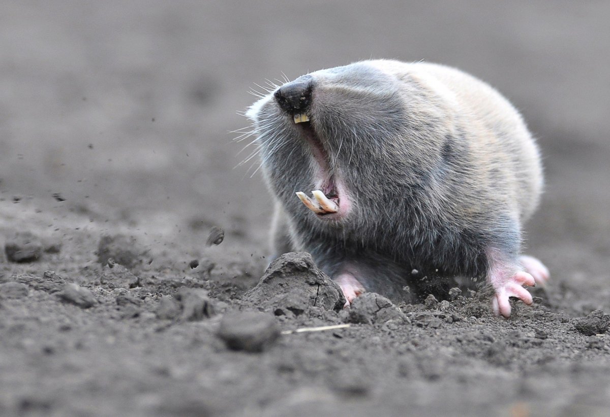 Землеройка слепыш