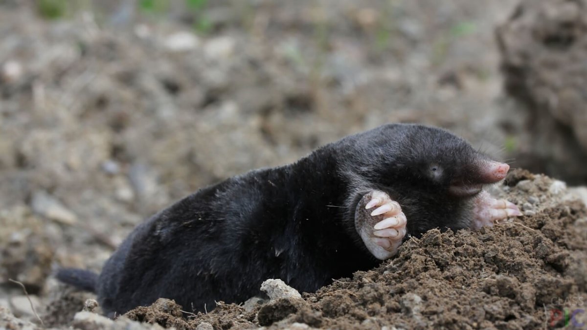 Слепыш животное гигантский