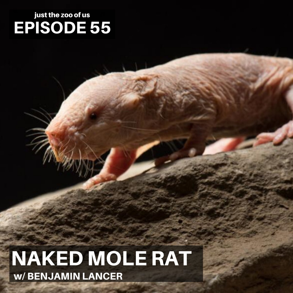 Лысый Африканский землекоп