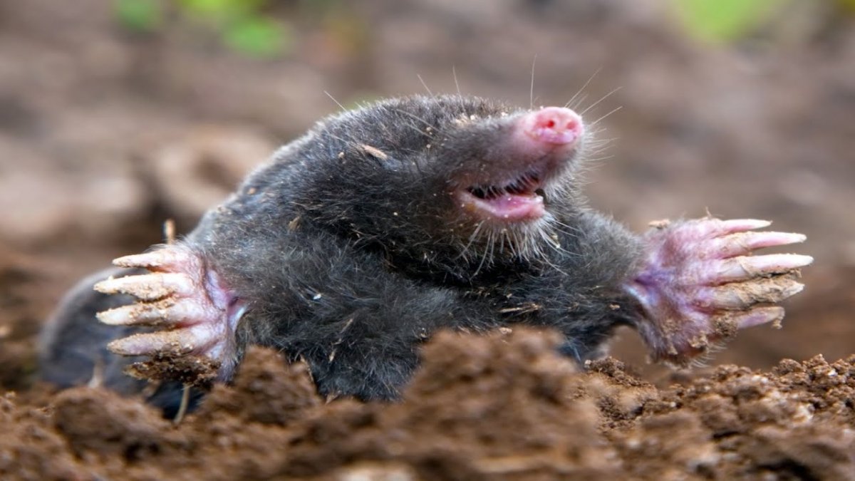 Крот землеройка слепыш