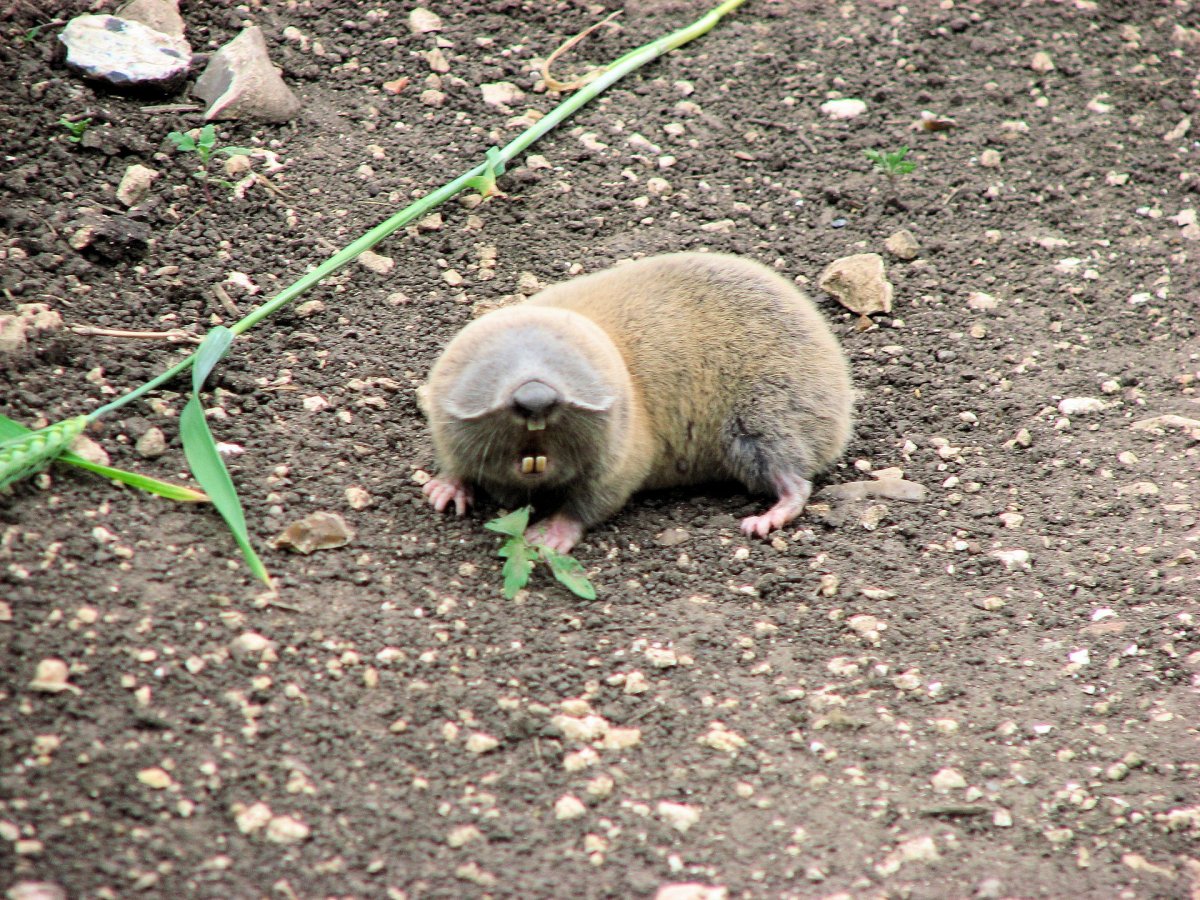 Крот слепыш