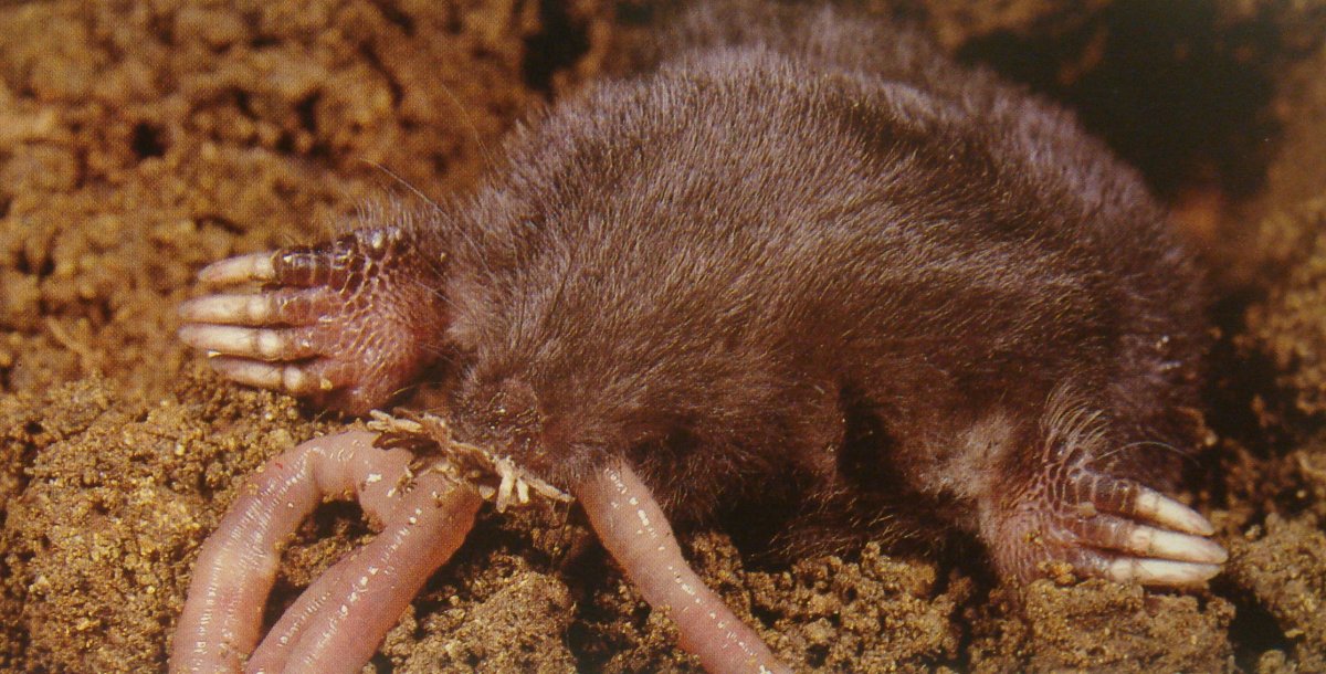 Обыкновенный слепыш