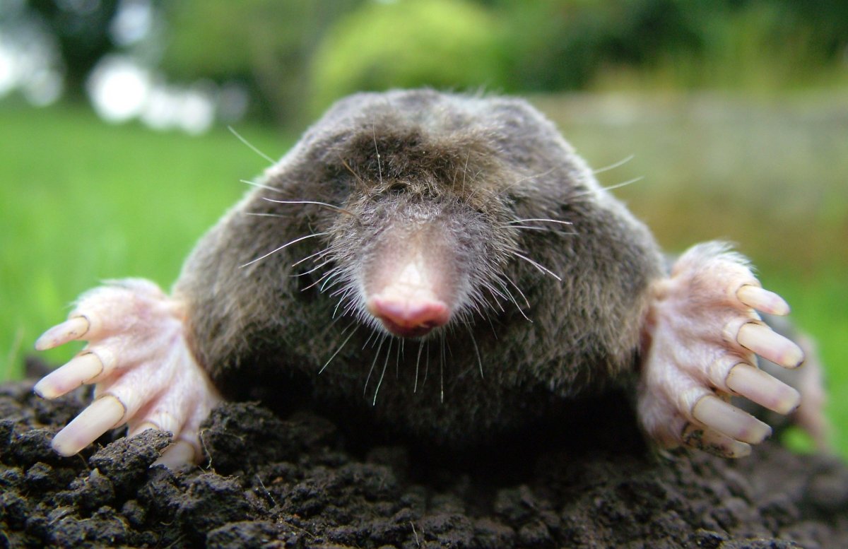 Glyphoglossus Molossus