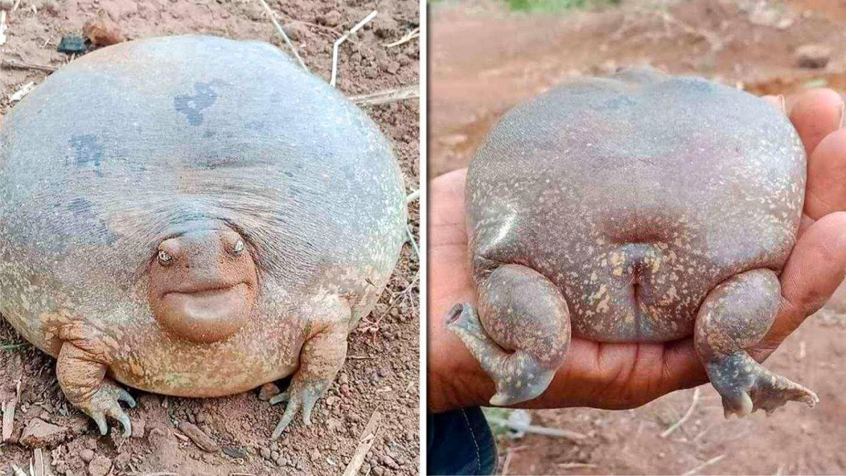 Обыкновенный слепыш