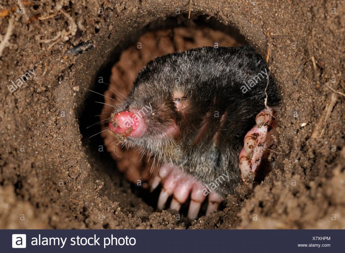 Насекомоядные Крот