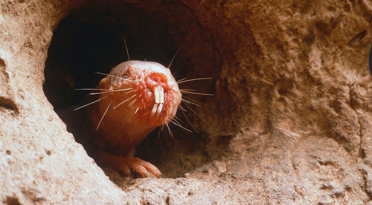 Подземные млекопитающие