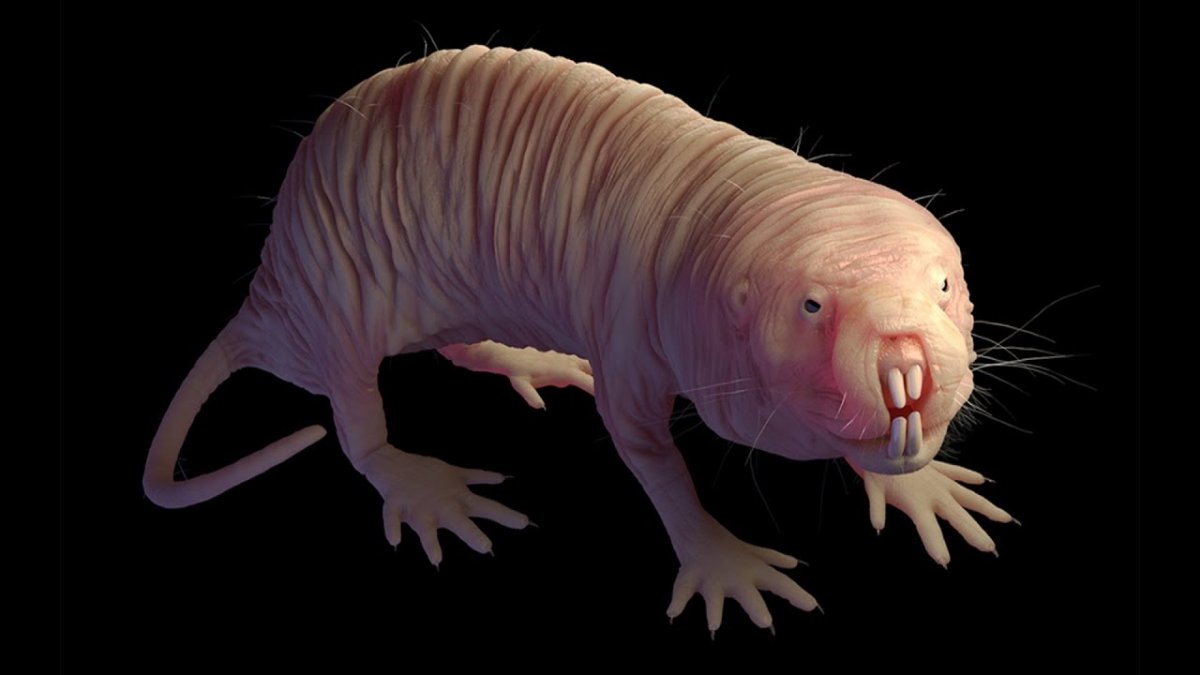 Земляной Крот