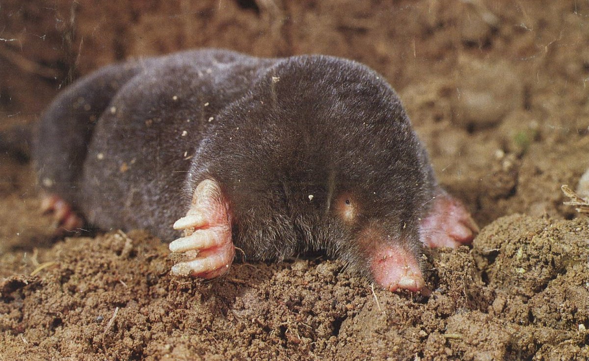 Семейство слепышовые представители