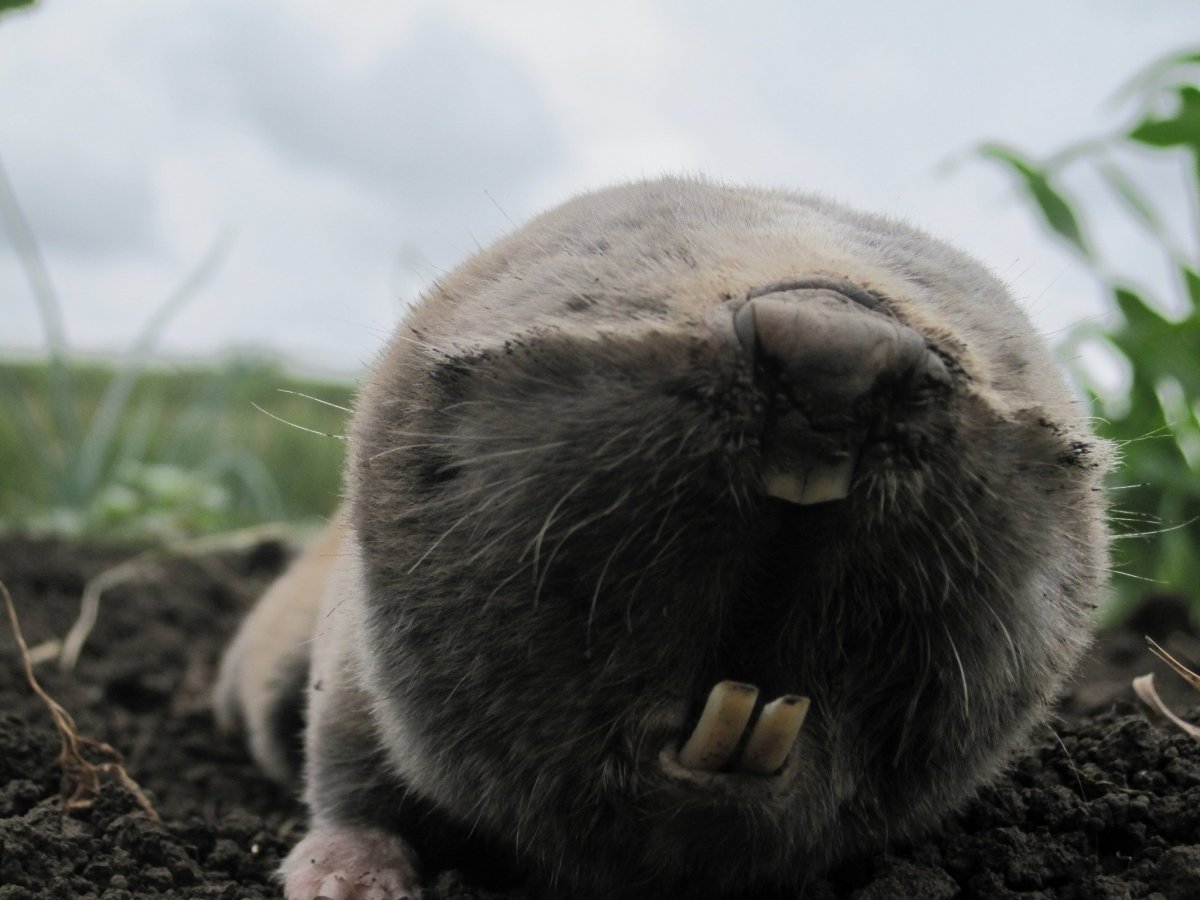 Землеройка слепыш