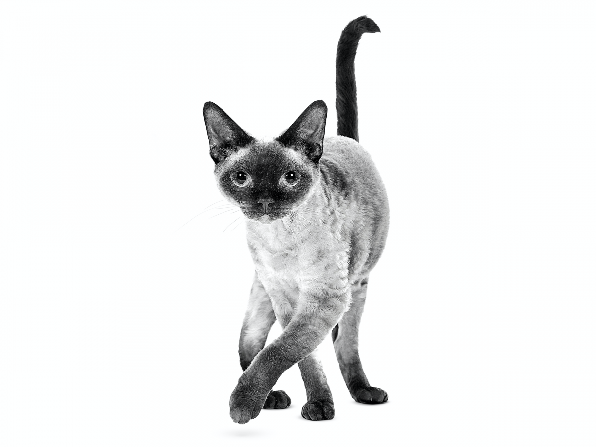 Котята рекс