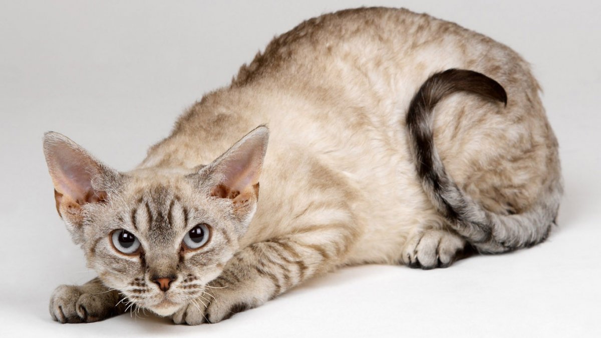 Сфинкс с цветами