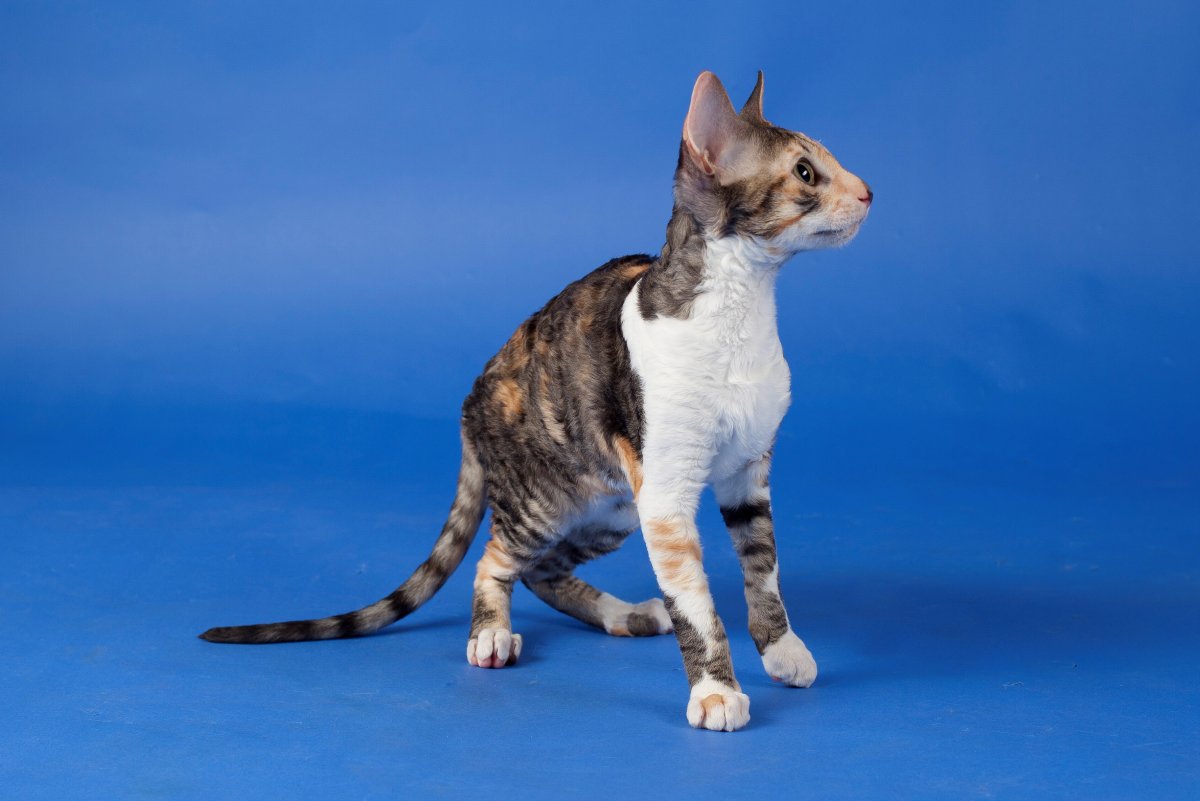 Кошка красивая морда Девон