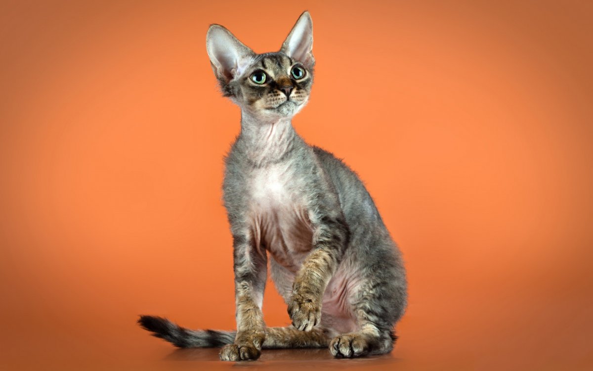 Девон рекс коричневый