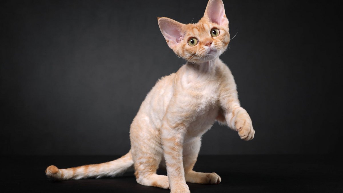 Коты Корниш рекс