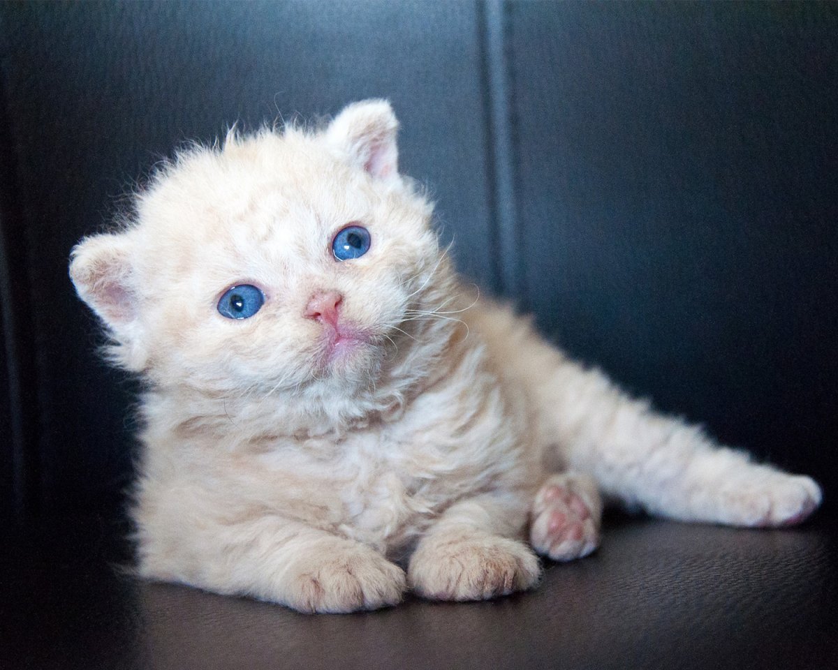 Девон рекс котенок обои
