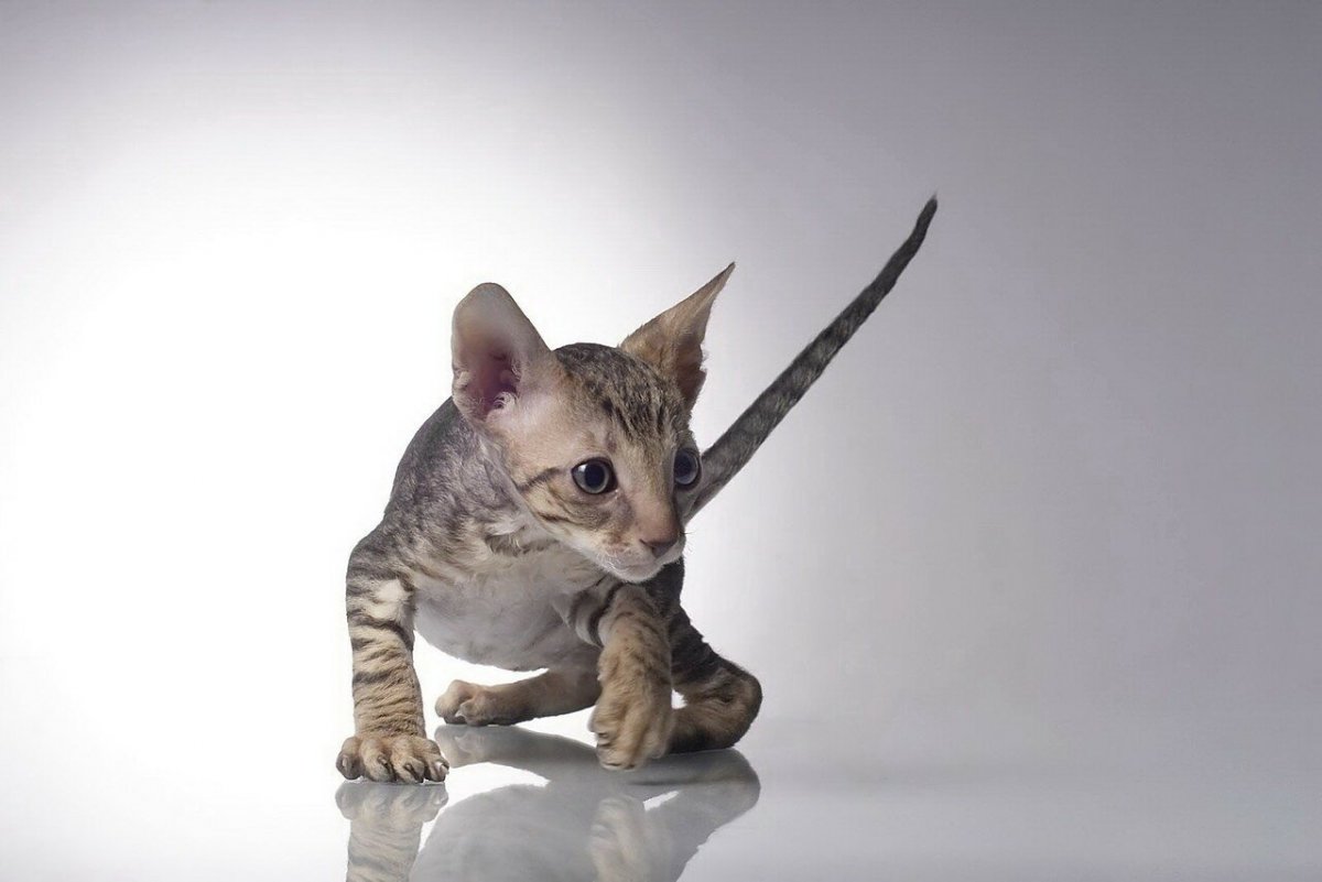 Кудрявая кошка Корниш рекс