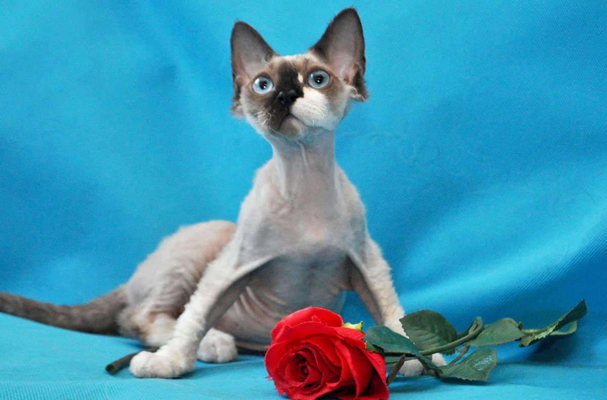 Корниш рекс