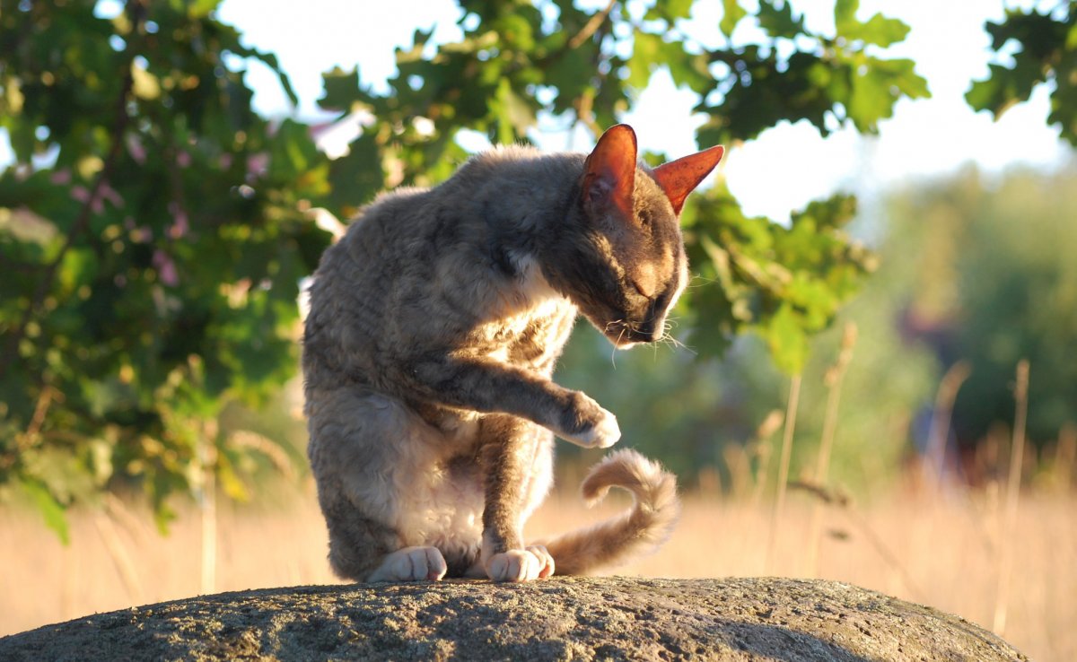 Девон рекс на рабочий стол