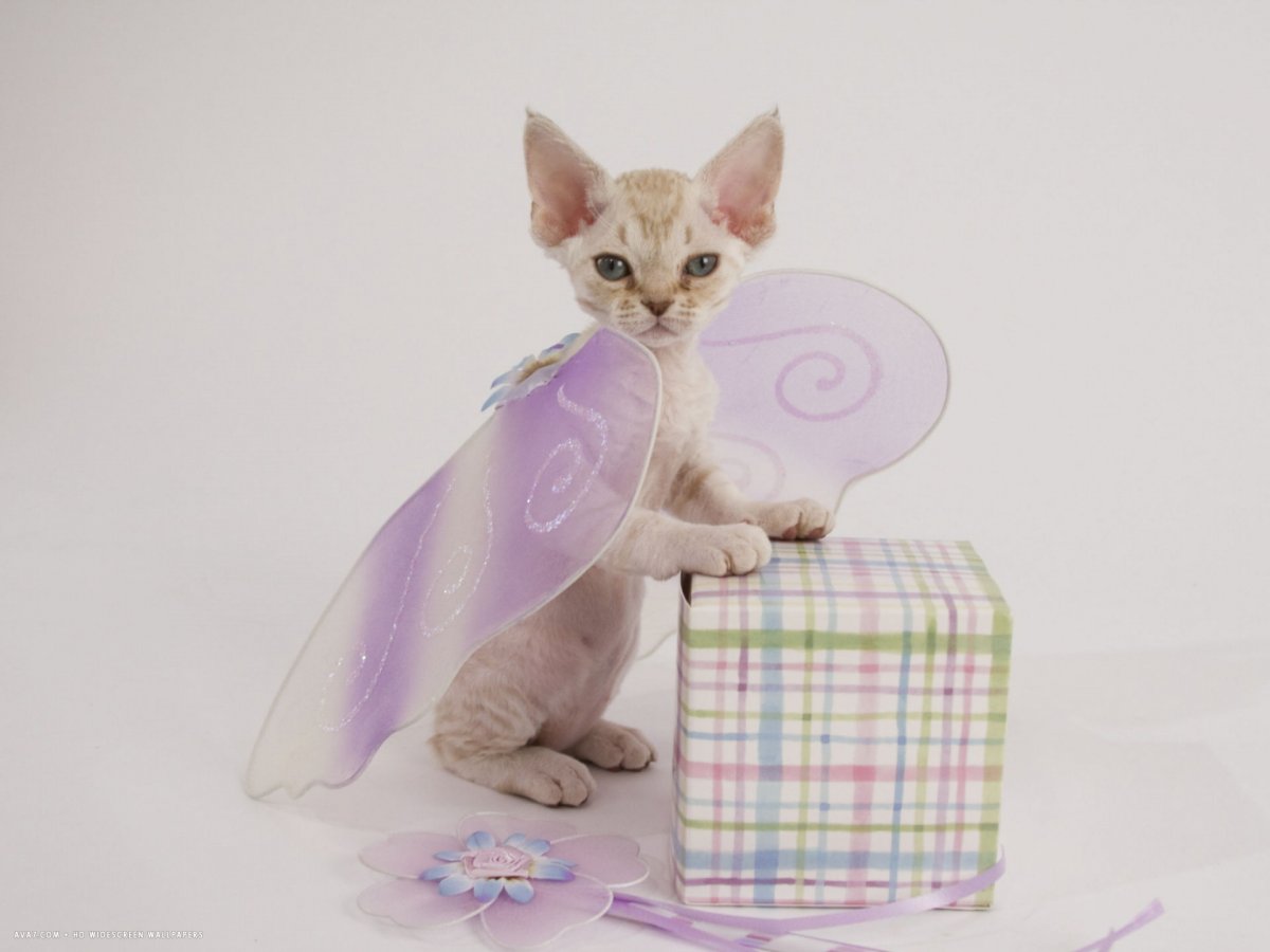 Серый кот с ошейником