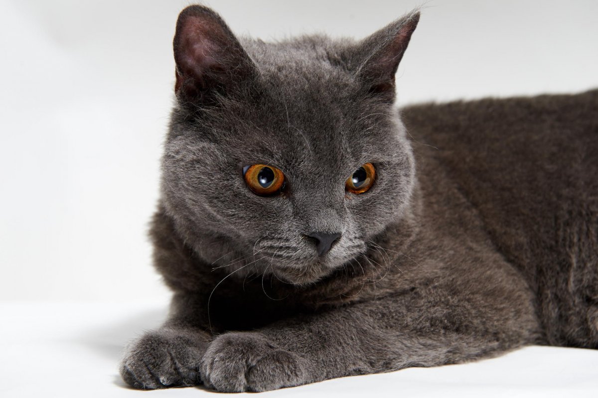 Селкирк рекс серый