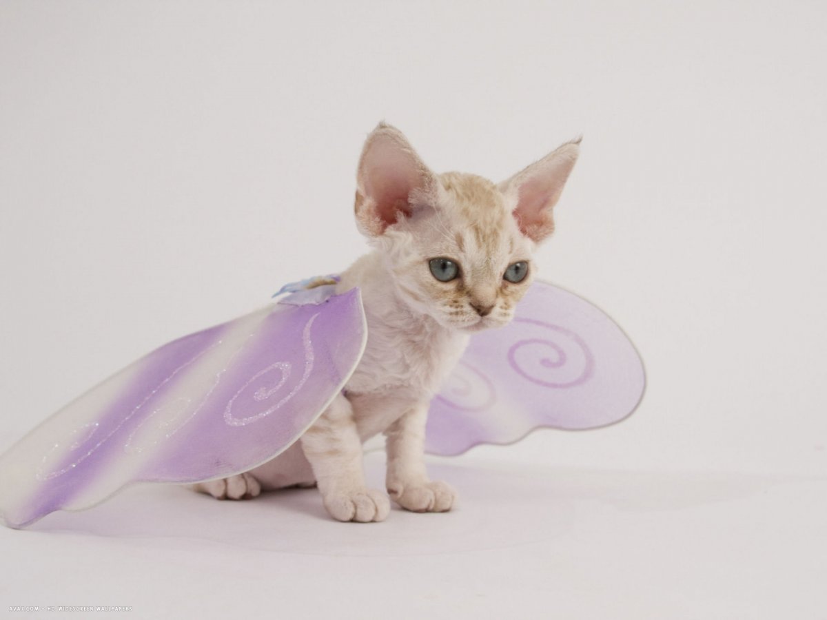 Девон рекс белый