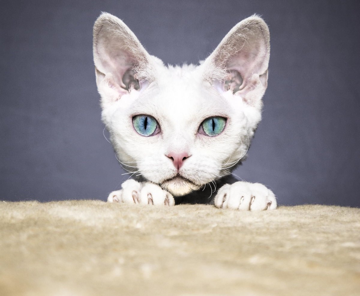 Коты породы Девон рекс