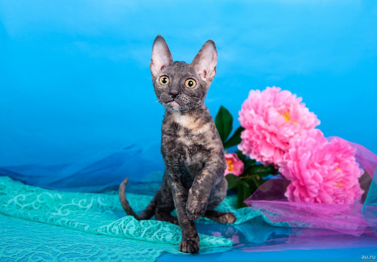 Порода кошек Девон рекс Корниш