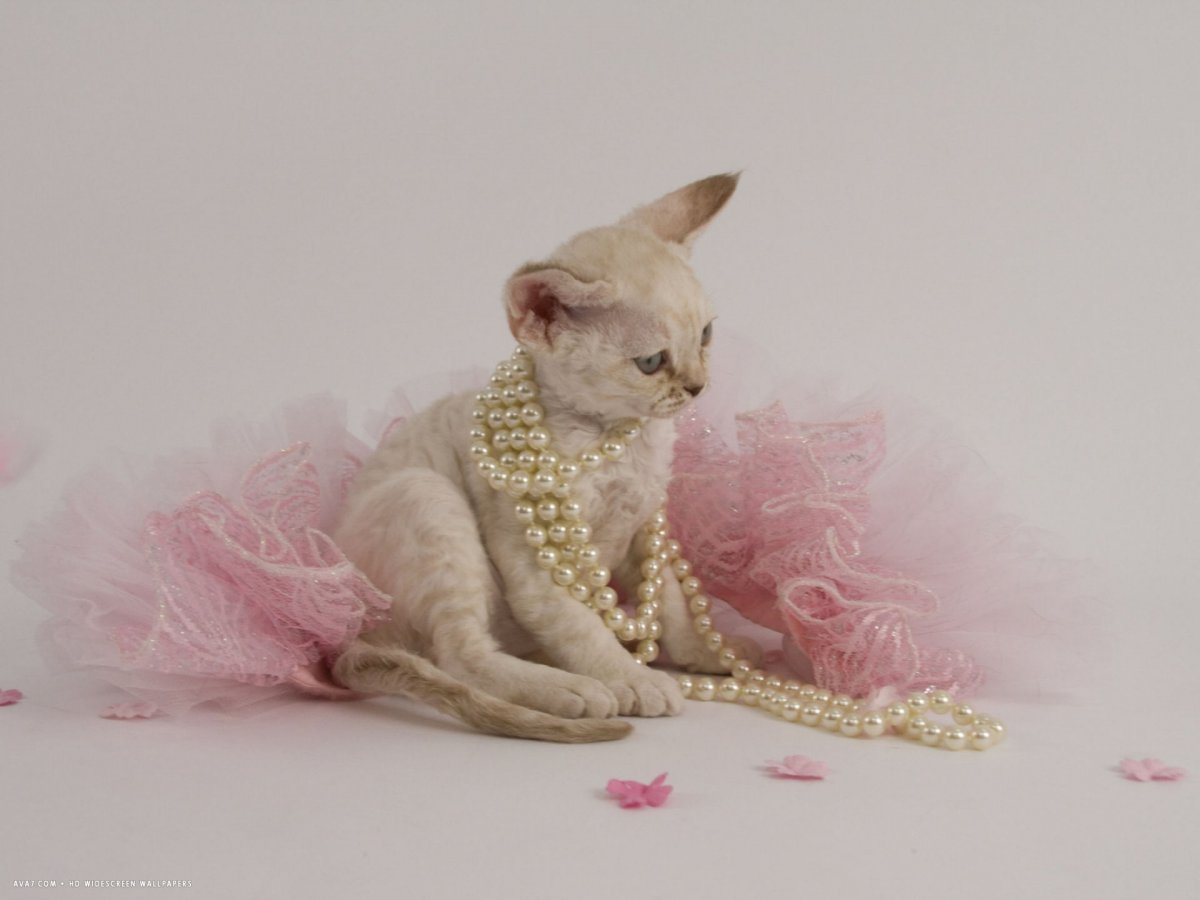 Кот Девон рекс