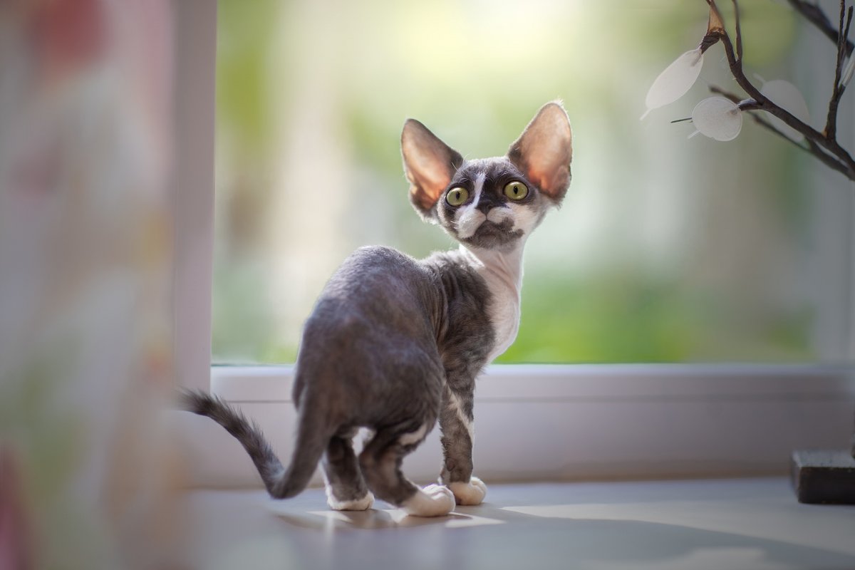 Девон рекс обои