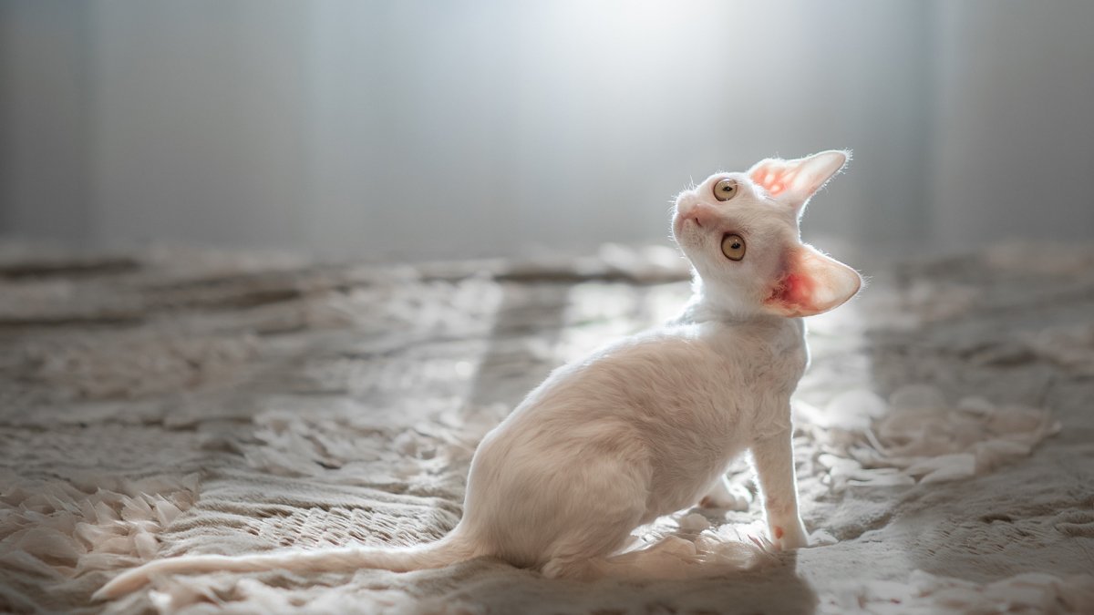 Селкирк рекс