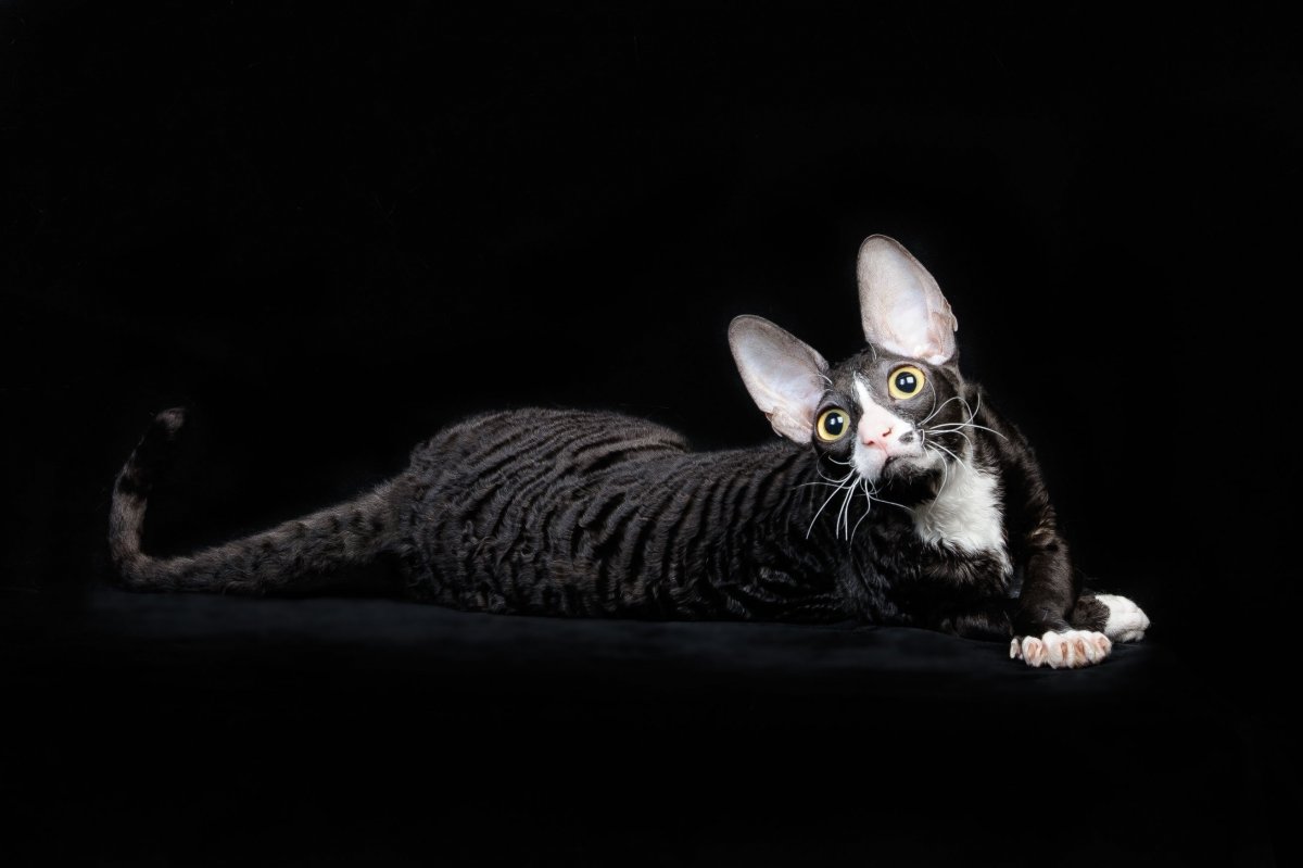 Кошка Корниш Шрек