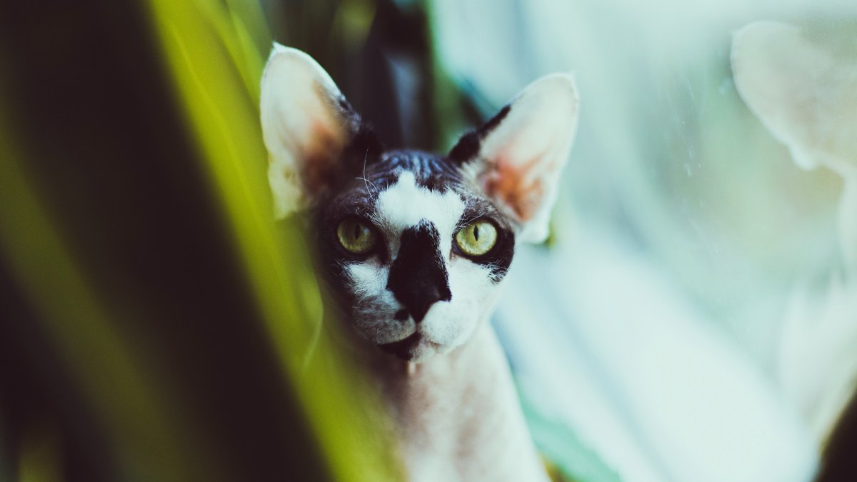 Корниш рекс