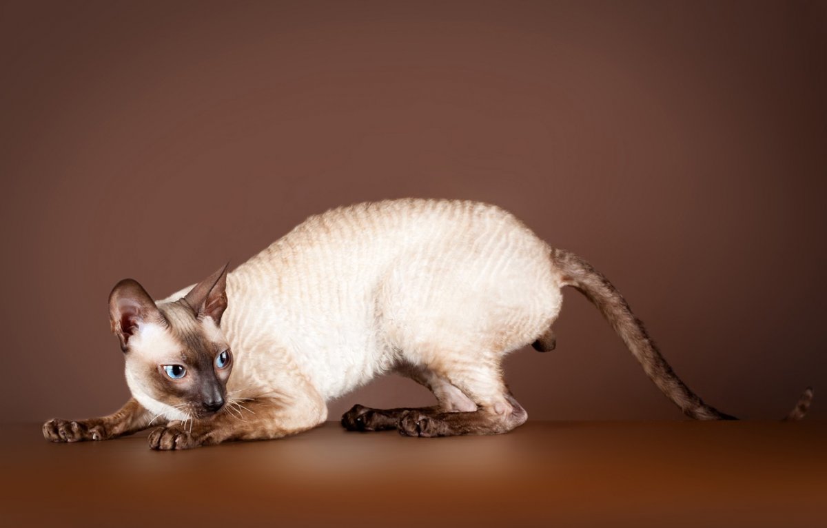 Котята Девон рекс