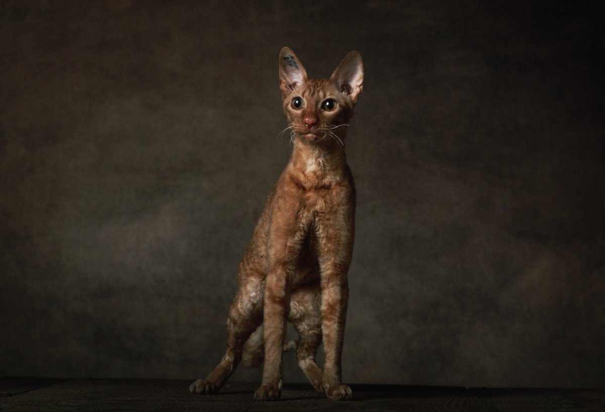 Девонширский рекс