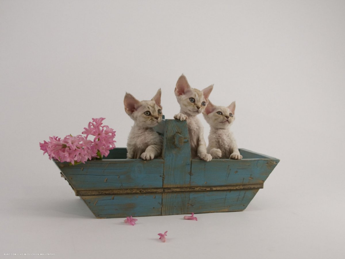 Корниш рекс кошка