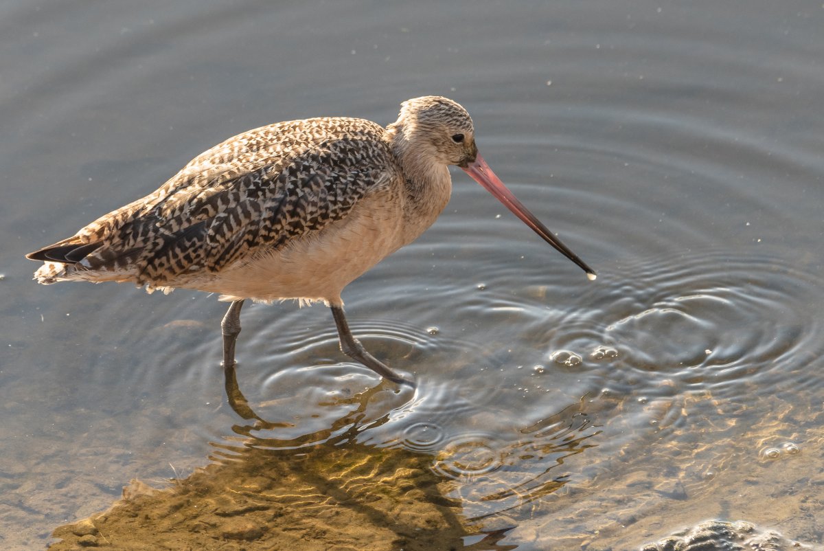 Степной Кулик
