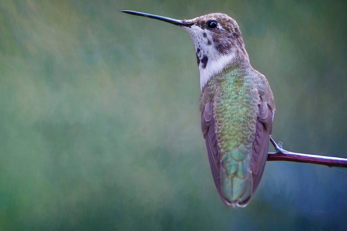 Колпица птица