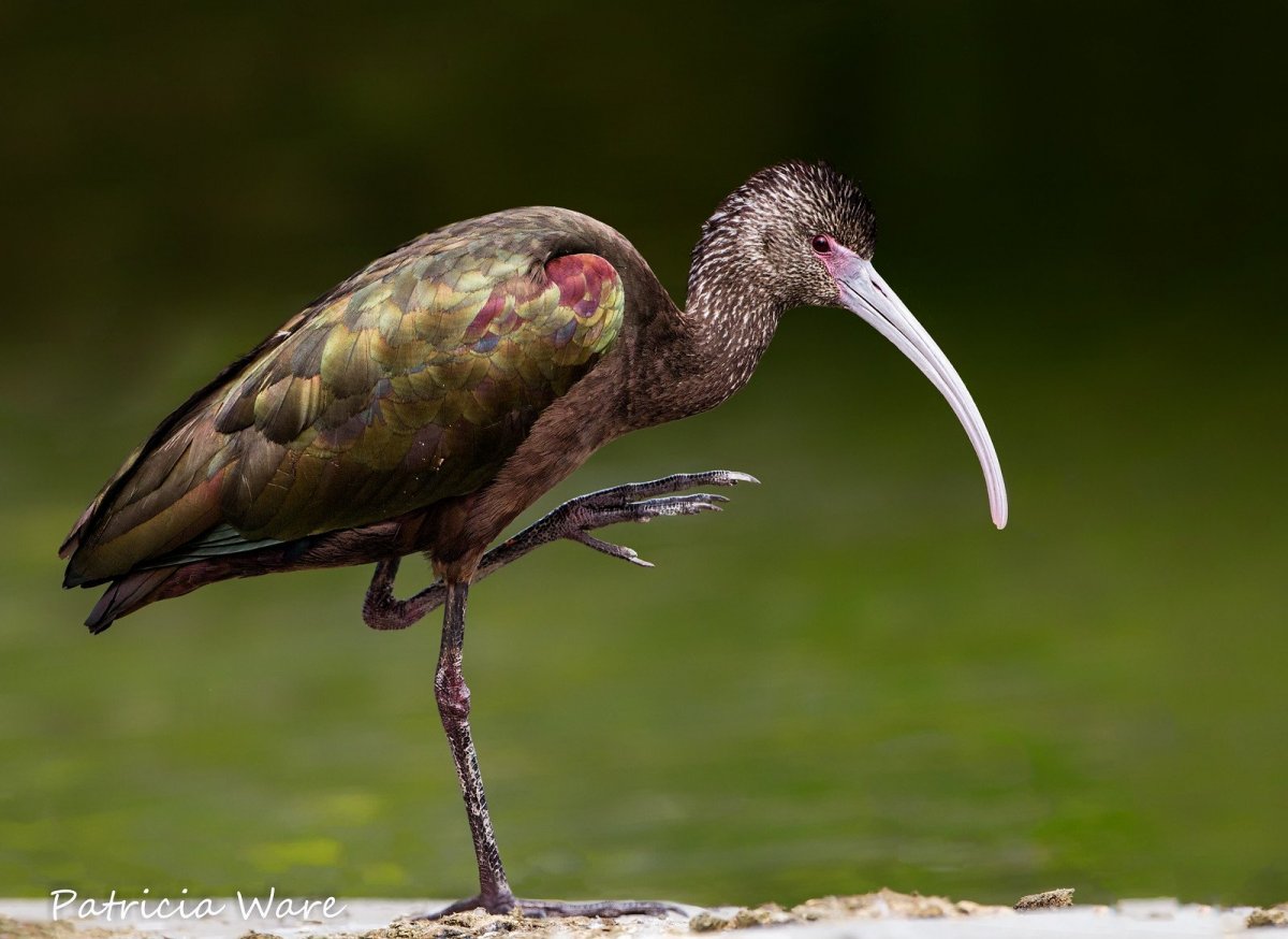 Колпица ханка