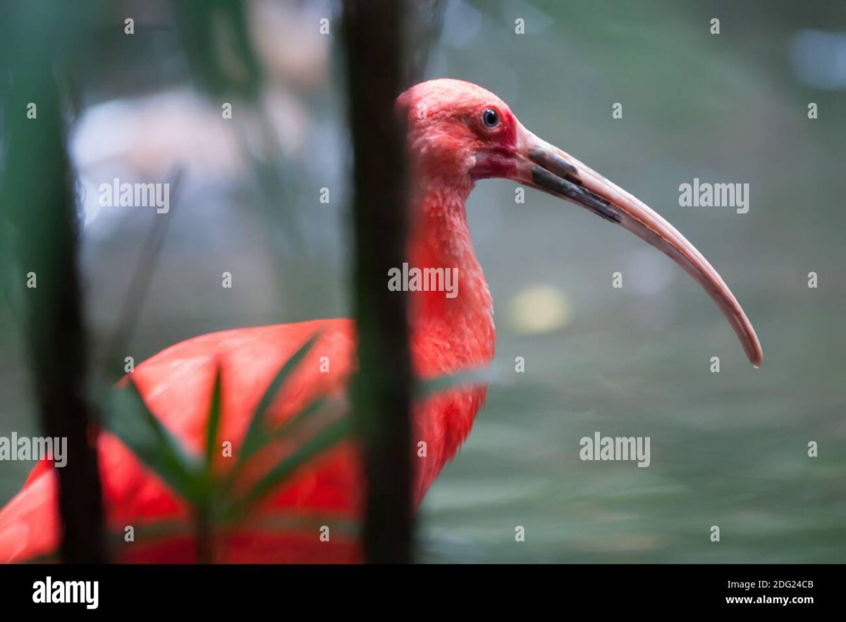 Колибри микро