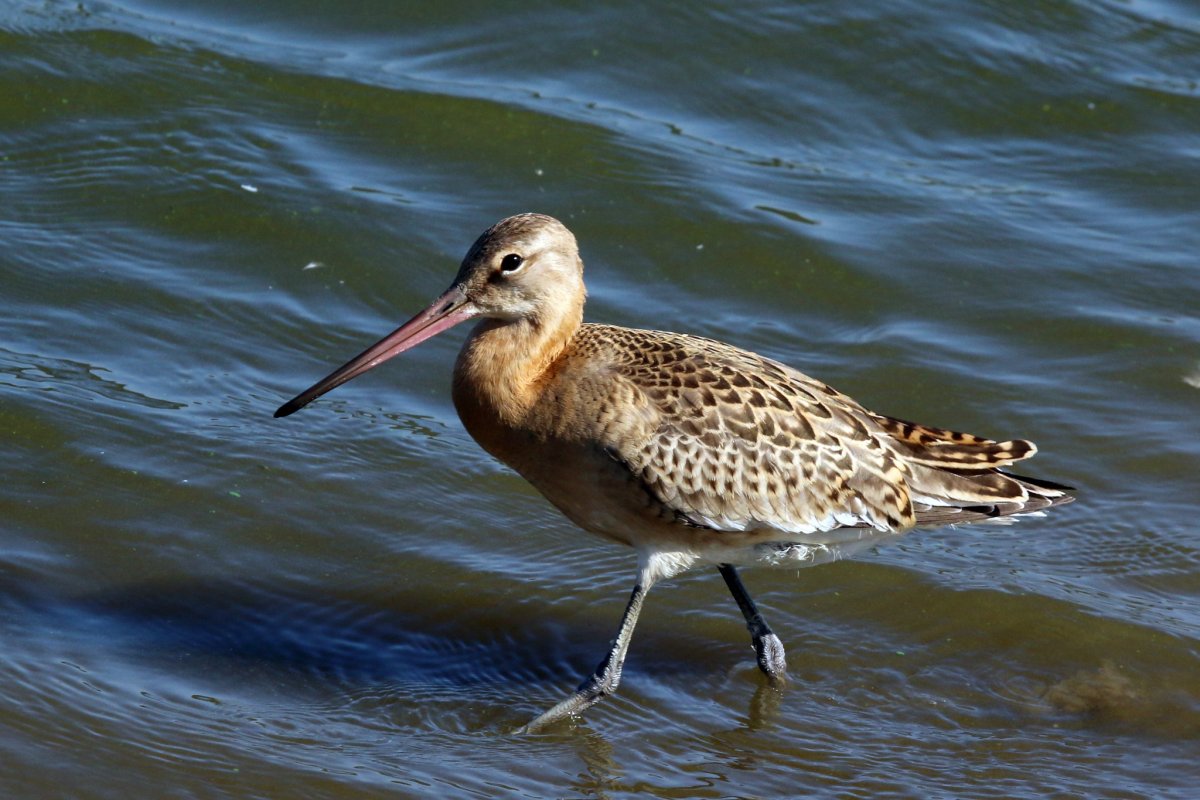 Кулик кроншнеп и Бекас