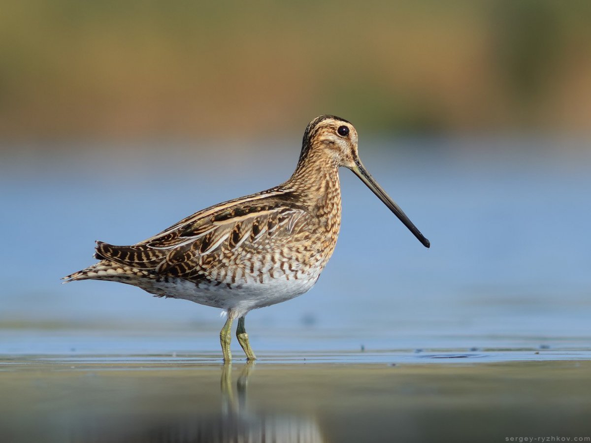 Чернозобик Calidris Alpina
