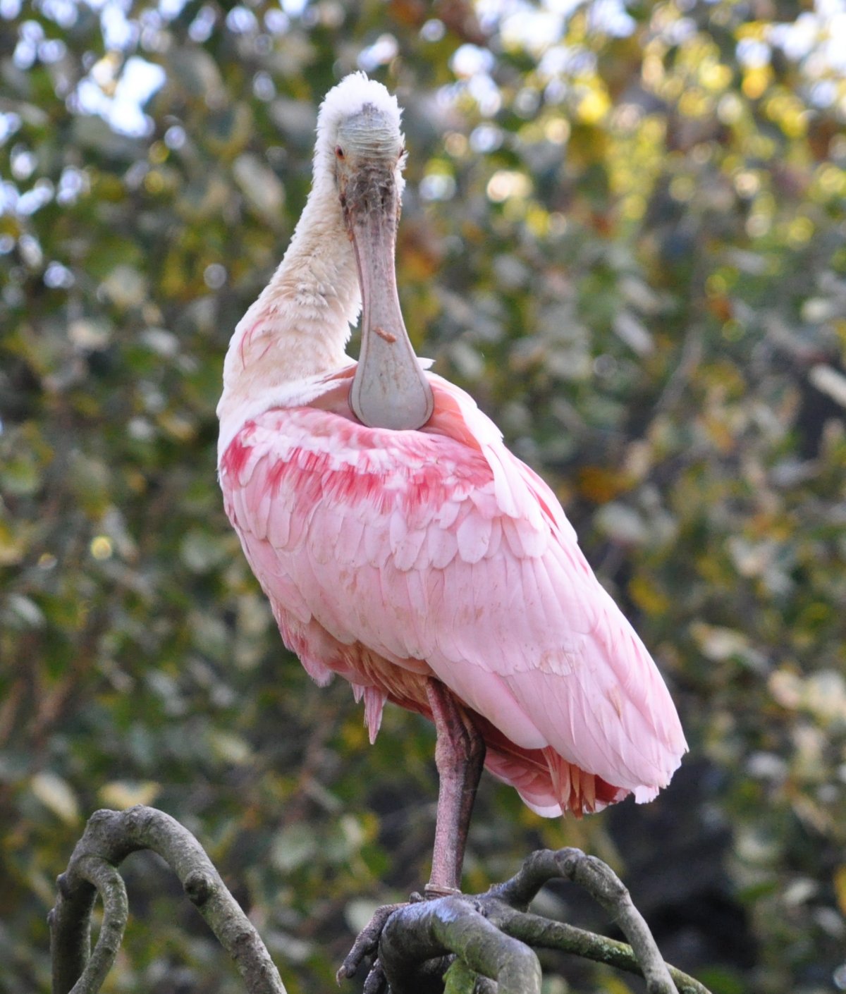 Рубиновый Колибри самка