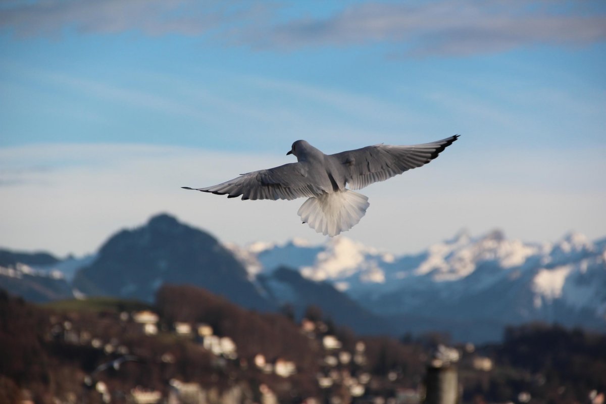 Шалашник птица