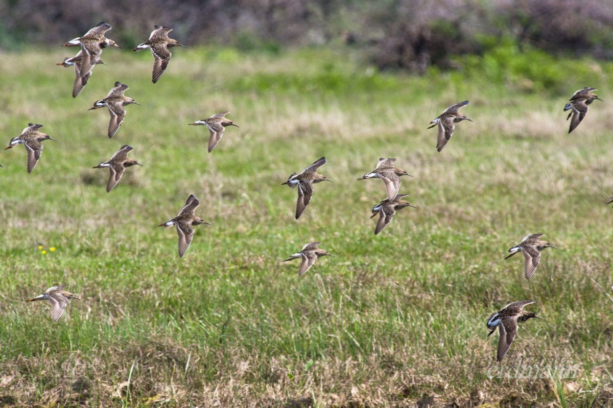 Хищные птицы Грузии