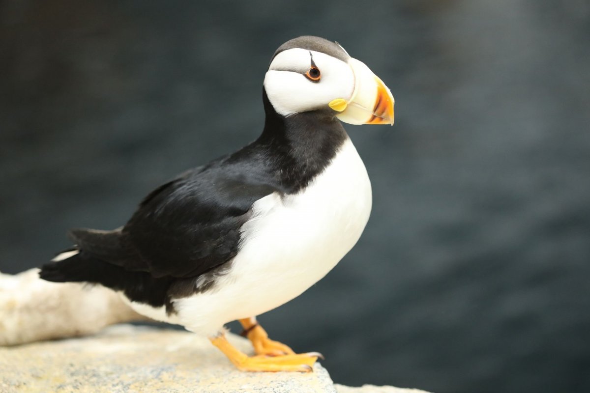 Грузинские птицы