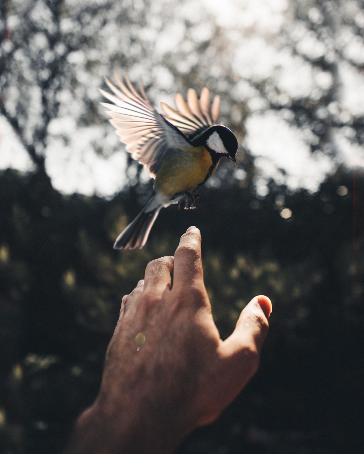 Птица над горами