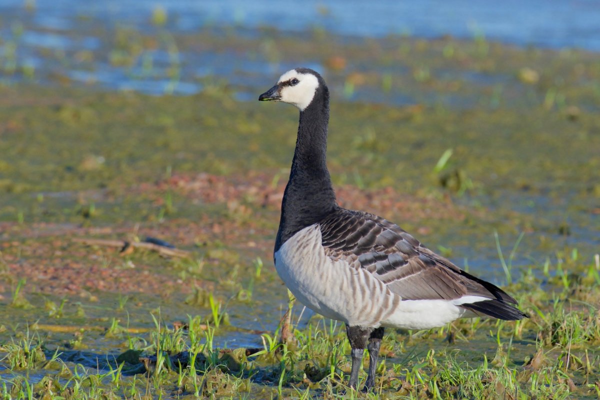 Грузия туризм