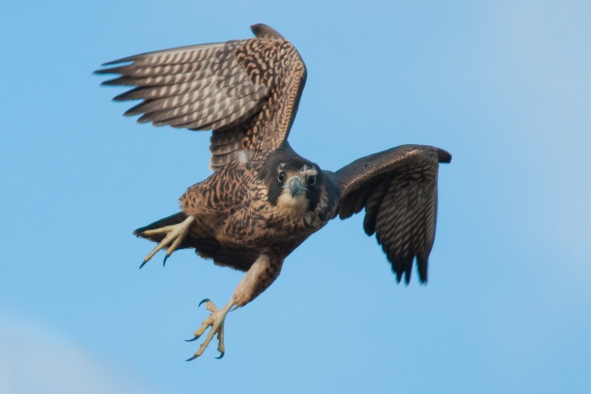 Синий ястреб