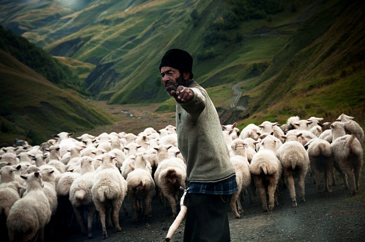 Пастух Кавказ