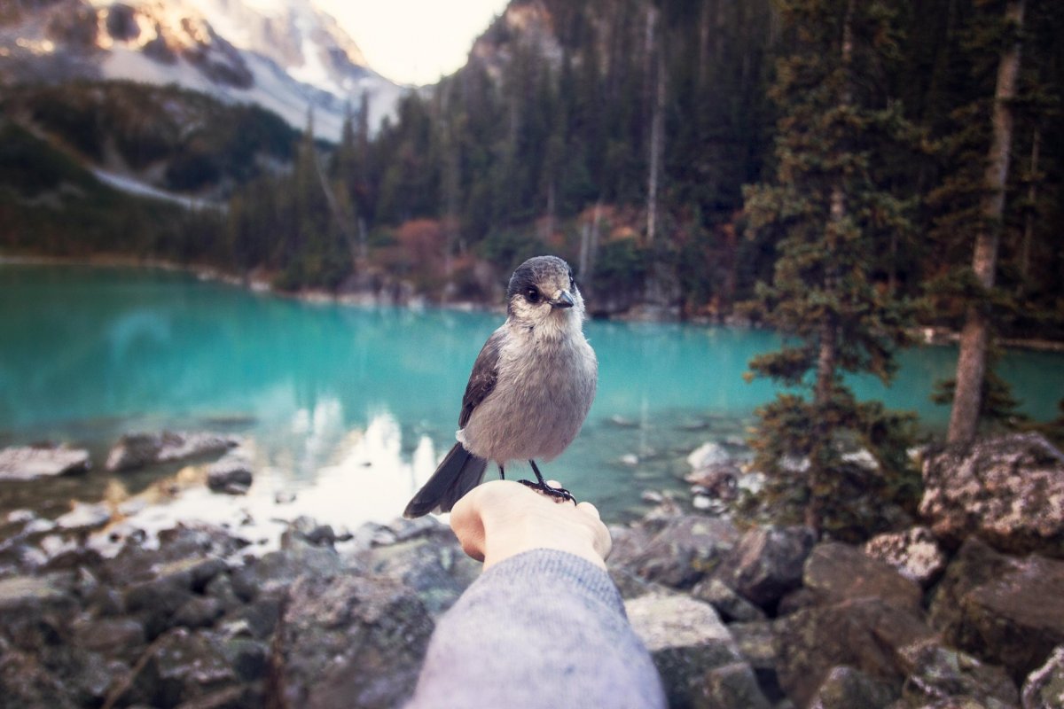 Городские птицы Грузии